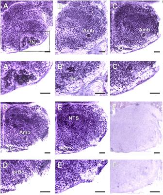 Amyloid-precursor Like Proteins APLP1 and APLP2 Are Dispensable for Normal Development of the Neonatal Respiratory Network